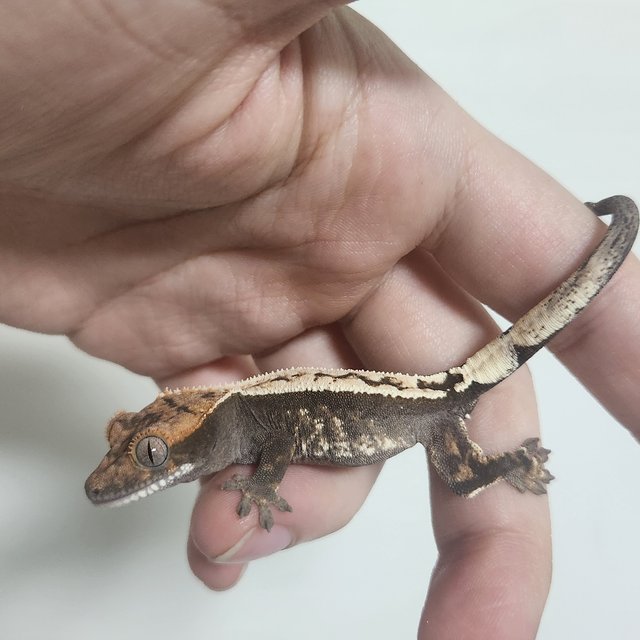 100%헷아잔틱 세이블 핀스트라이프