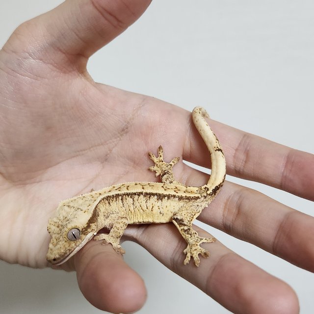 노멀 드리피 화이트스팟