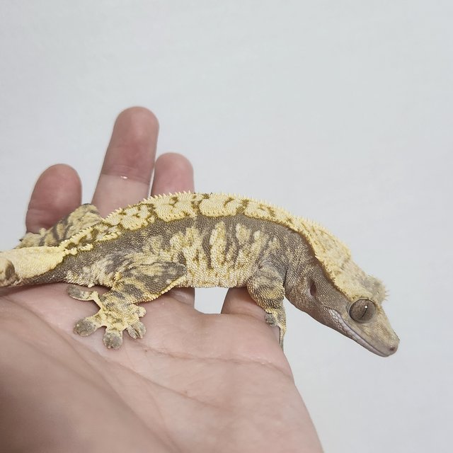 노멀 트라이 익스트림할리퀸 할리퀸