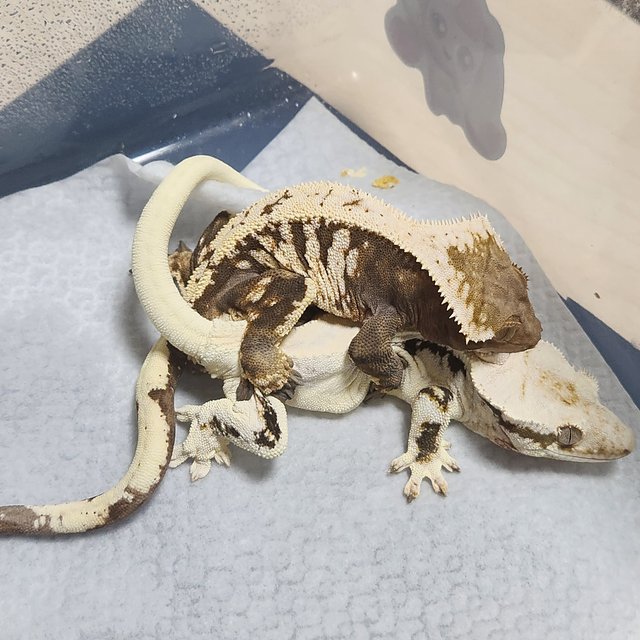 솔리드백 릴리화이트 세이블