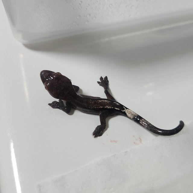 100%헷아잔틱 세이블 팬텀