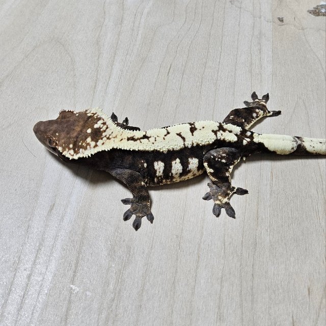 세이블