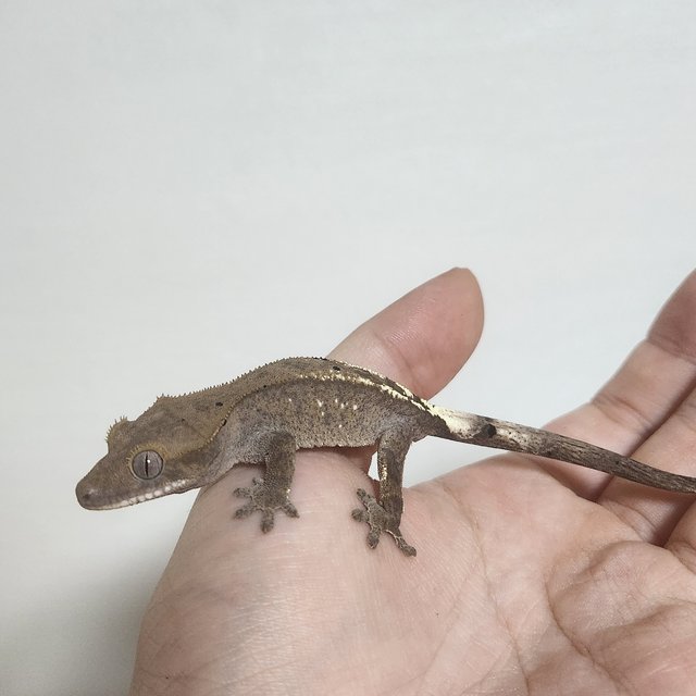 100%헷아잔틱 세이블 팬텀