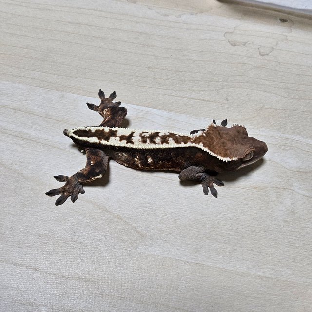 세이블 화이트핀 풀핀