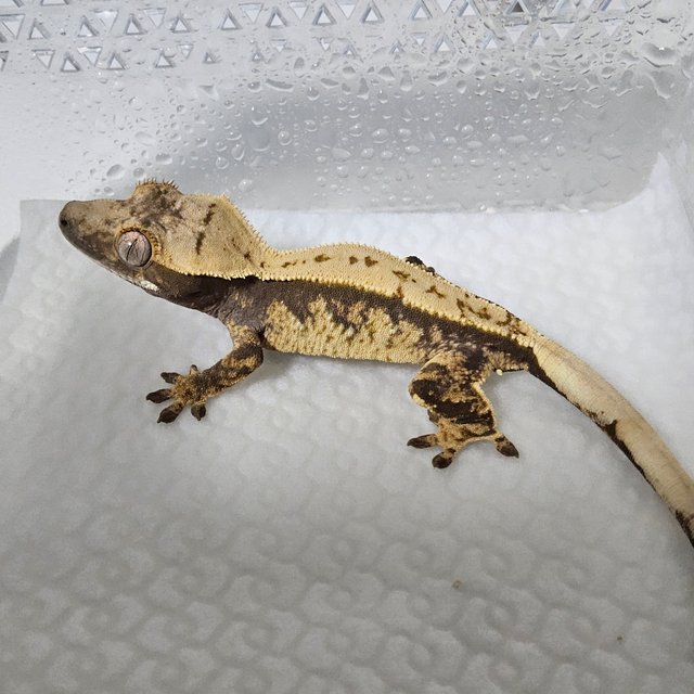 노멀 할리퀸 익스트림할리퀸