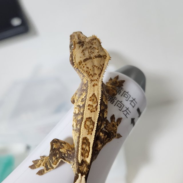 노멀 풀핀 트라이