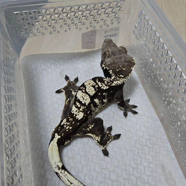 세이블