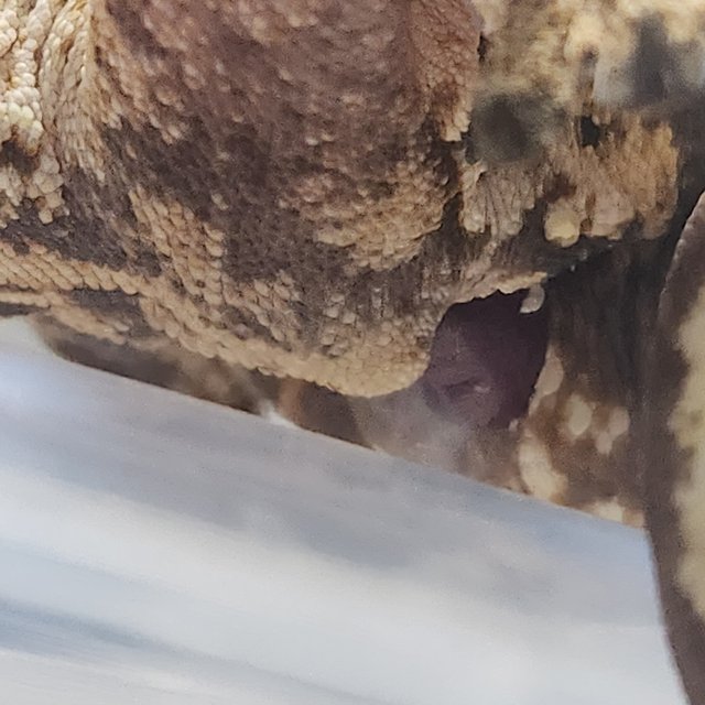 쿼드 트라이 노멀 세이블