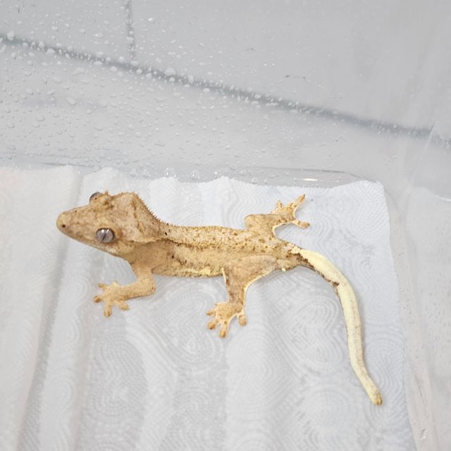 릴리화이트 팬텀 옐로우