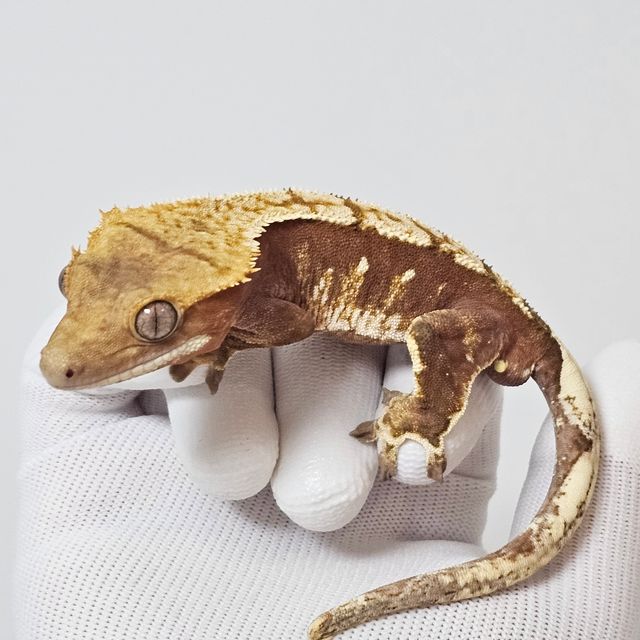 노멀 레드 스트로베리