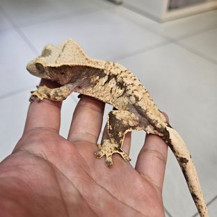 노멀 익스트림할리퀸 트라이