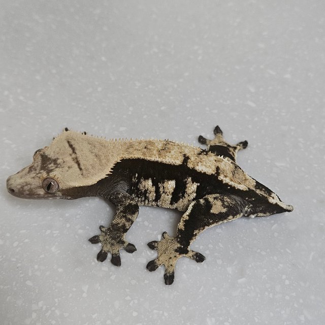 플레임 할리퀸 다크