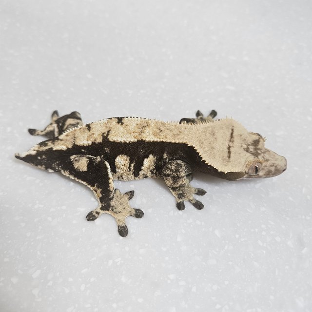 플레임 할리퀸 다크