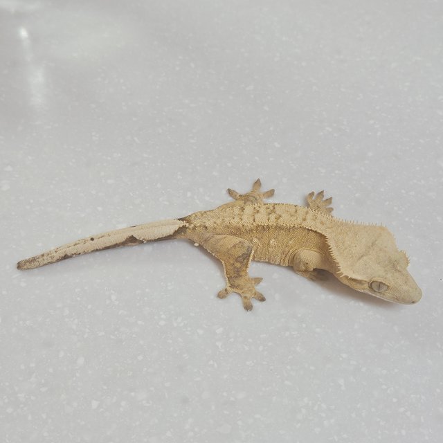 노멀 벅스킨 브린들