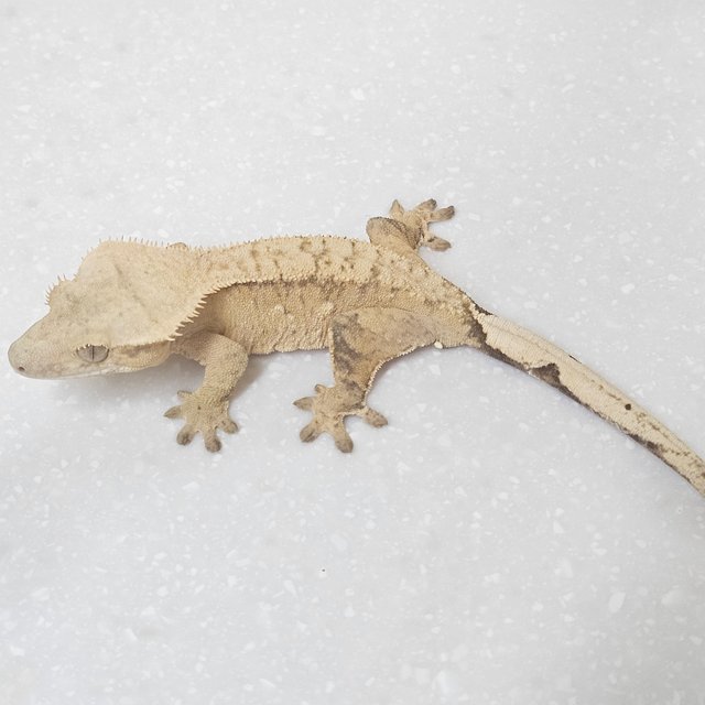 노멀 벅스킨 브린들