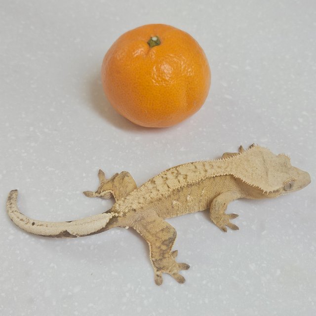 노멀 벅스킨 브린들