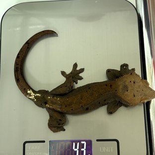 카푸치노 달마시안