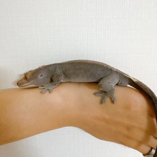 카푸치노 달마시안