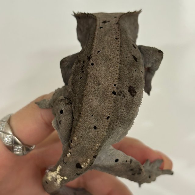 카푸치노 달마시안