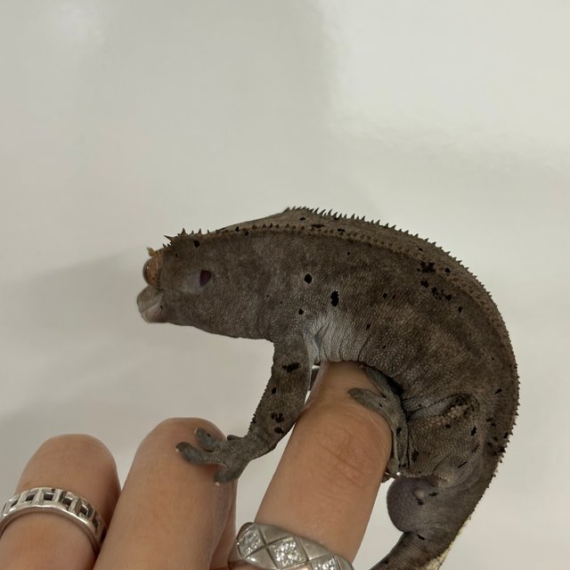 카푸치노 달마시안