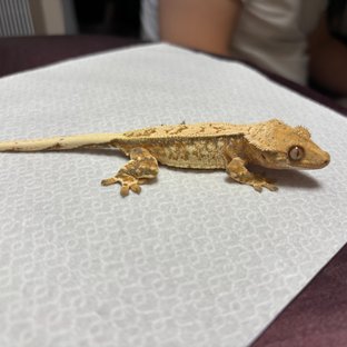 노멀 핀스트라이프 드리피 풀핀 화이트스팟 트라이