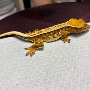 노멀 핀스트라이프