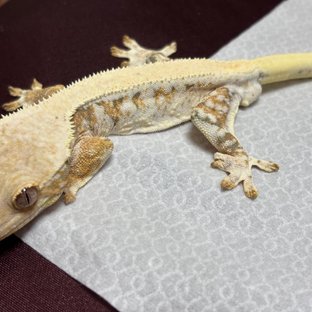 릴리화이트 화이트스팟 풀핀