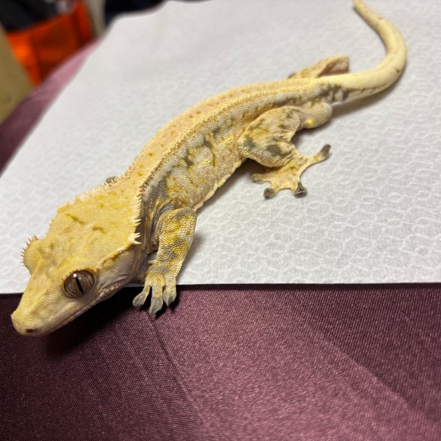 노멀 드리피 화이트스팟 쿼드 풀핀 트라이