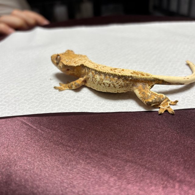 노멀 핀스트라이프 드리피 풀핀 화이트스팟 트라이