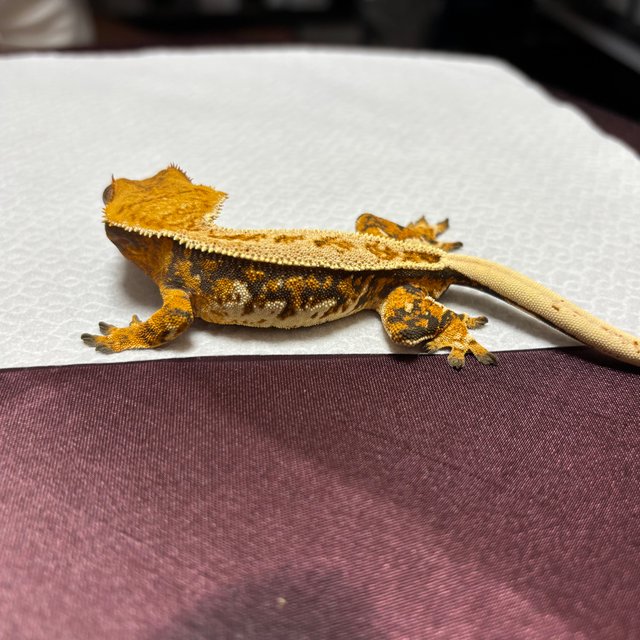 노멀 핀스트라이프