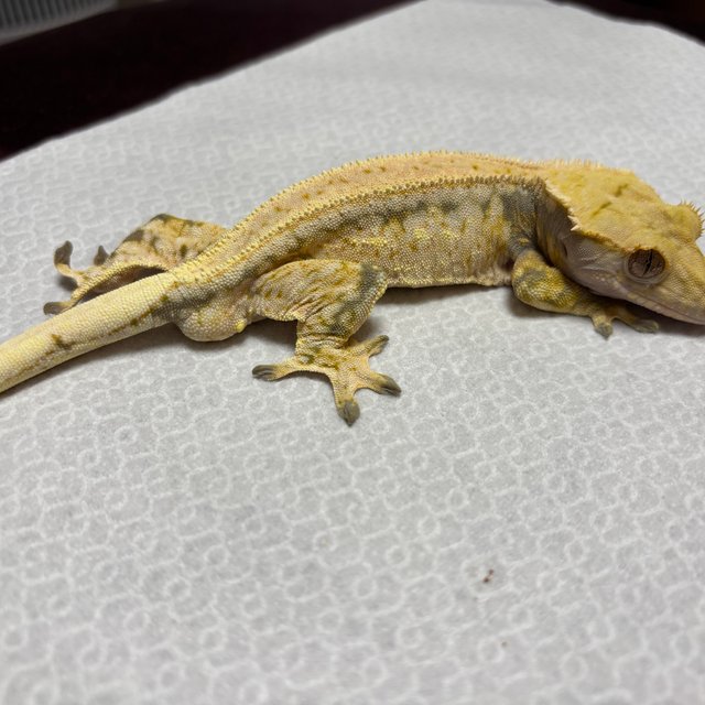 노멀 드리피 화이트스팟 쿼드 풀핀 트라이