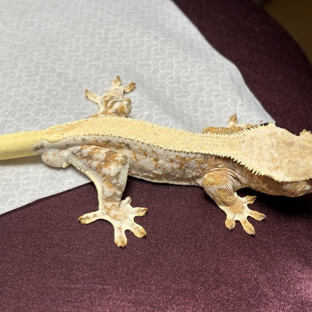 릴리화이트 화이트스팟 풀핀