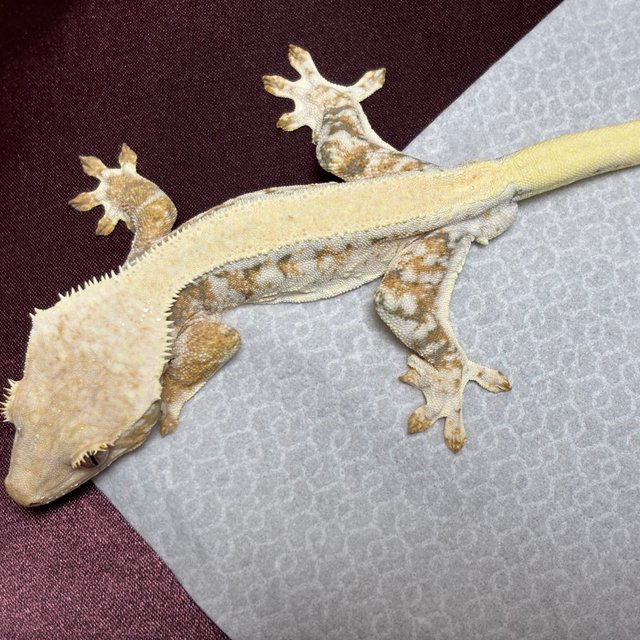 릴리화이트 화이트스팟 풀핀