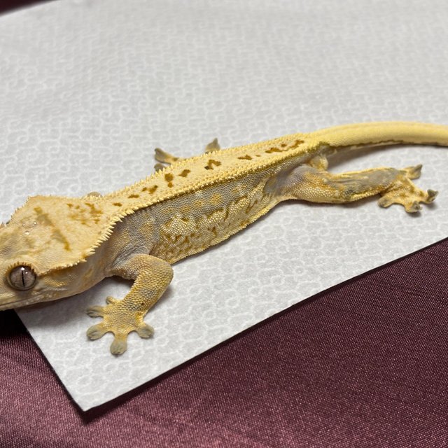 노멀 쿼드 풀핀 트라이 핀스트라이프