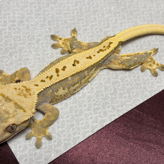 노멀 쿼드 풀핀 트라이 핀스트라이프