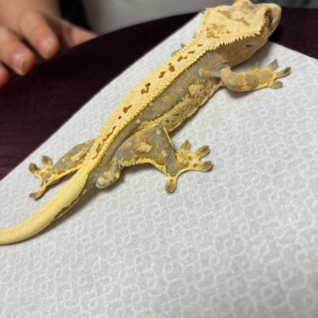 노멀 쿼드 풀핀 트라이 핀스트라이프