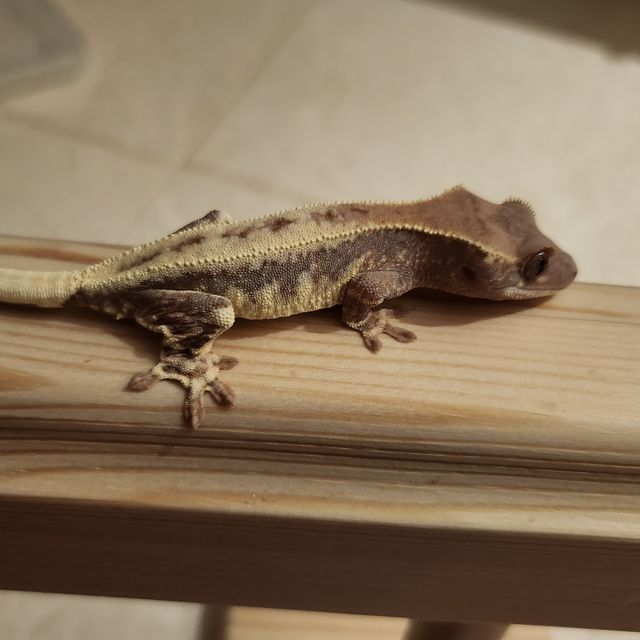 프라푸치노