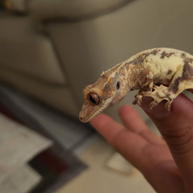 프라푸치노