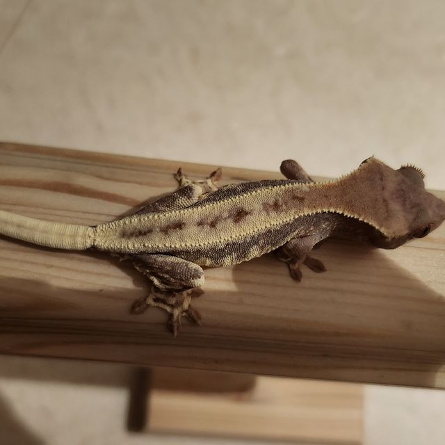 프라푸치노