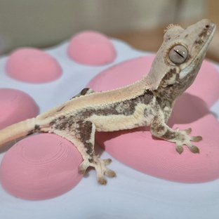 리뇽