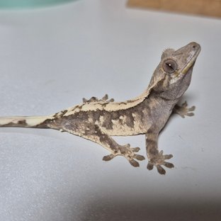 세이블