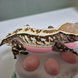 라멜