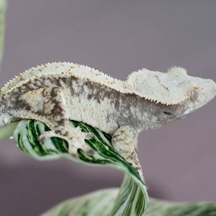 앙고라