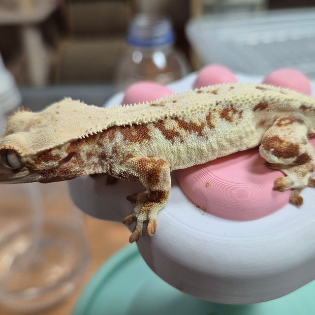 릴리화이트 레드