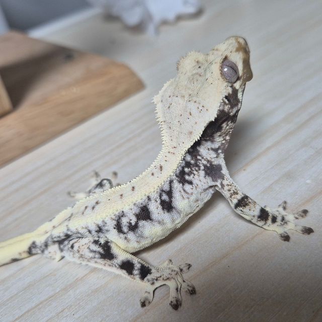 릴리화이트 블랙 화이트 레이지
