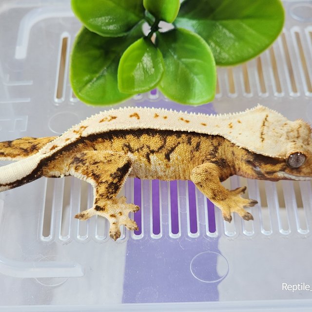 노멀 텐저린 트라이