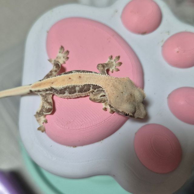 릴리화이트
