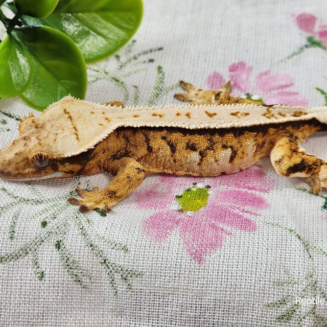 노멀 텐저린 트라이