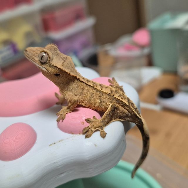 노멀 크림시클
