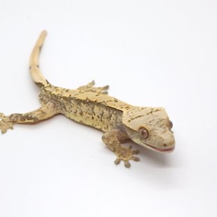 노멀 익스트림할리퀸